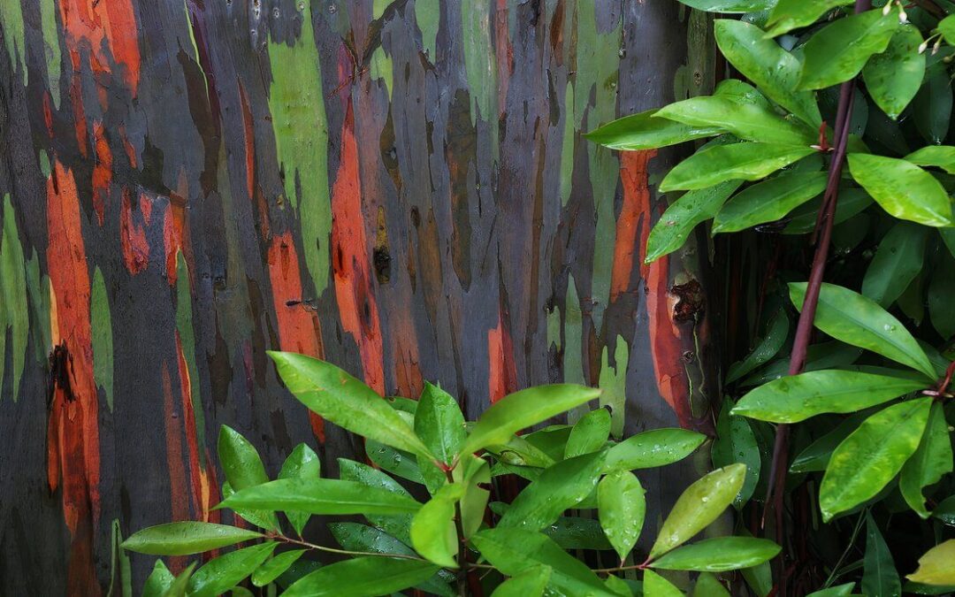 Where You Can See Hawaii’s Infamous Rainbow Trees