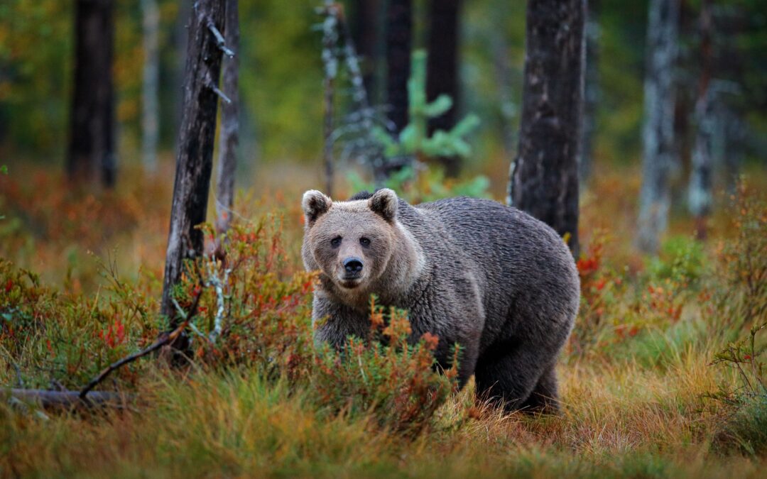 8 Places Outside America Where You’re Likely To Run Into A Bear