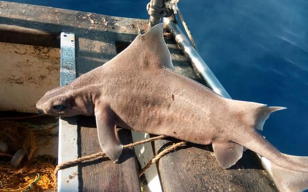 Shark Plus Pig Equals The World’s Strangest Sea Creature That Actually Grunts?)